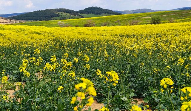 Trakya’da Kanola Ekimi Rekor Seviyeye Ulaştı