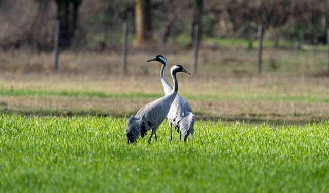 Turna Kuşları İçin İzleme Çalışmaları Sürüyor