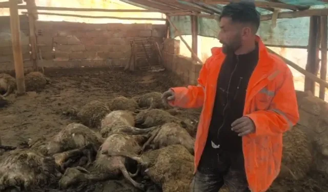 Üreticinin Tüm Birikimi Bir Gecede Yok Oldu