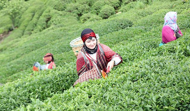 Çay Toplama Ücretlerinde Tavan Fiyat Açıklandı