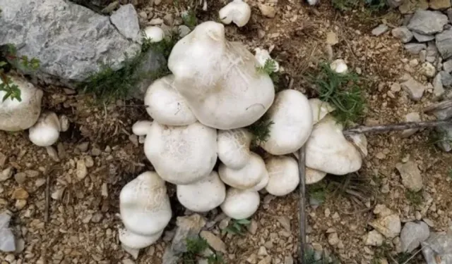 Erzincan’da Çaşır Mantarı 2 Bin Liraya Çıktı