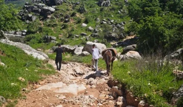 Sason’da Şifalı Pancar Mesaisi Başladı