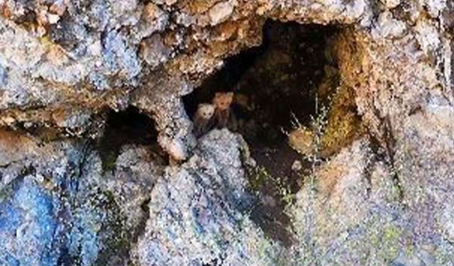 Artvin’de Anne Ayı ve Yavruları Görüntülendi