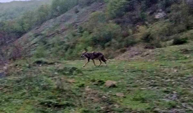 Karabük’te Aç Kalan Çakal Yerleşim Yerine İndi