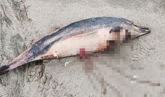 Arsin Sahilinde Endişelendiren Görüntü