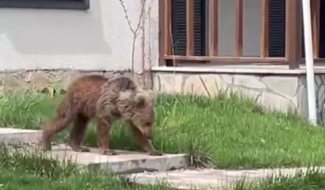 Gümüşhane’de Ayılar Köylere İnmeye Başladı