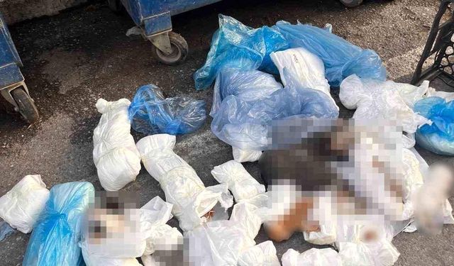 33 Kediyi Öldüren Veteriner Tutuklandı
