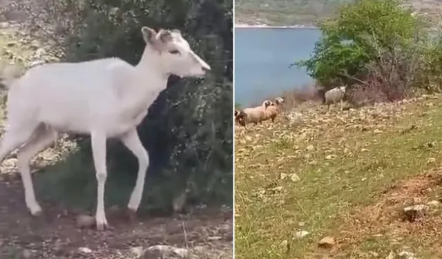 Elazığ’da Beyaz Alageyik Bu Kez Koyunların Arasında Görüldü