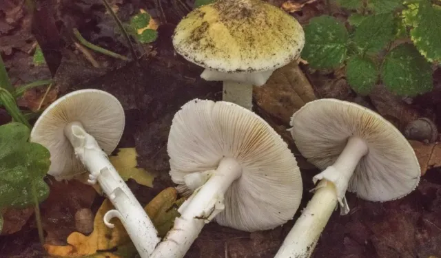 Mantar Tüketirken Sağlığınızdan Olmayın