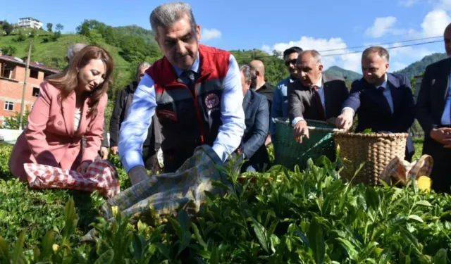 Artvin’de Yaş Çay Hasadı Törenle Başladı