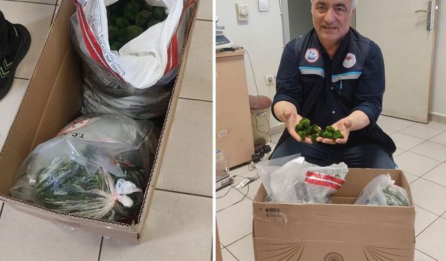 Kapıkule’de 2 Bin Canlı Yeşil Alg Ele Geçirildi