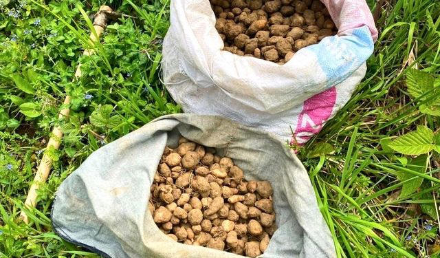 Kocaeli’de 40 Kilo Salep Orkidesi Ele Geçirildi