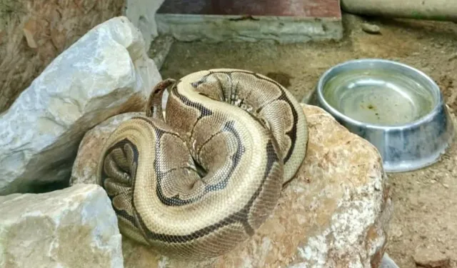 Ordu’da Yasa Dışı Piton Ele Geçirildi