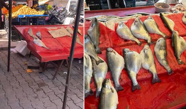 Ucuz Somon İçin Uzmandan Kritik Sağlık Uyarısı