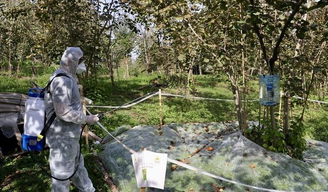 Ordu’da Kahverengi Kokarcaya Karşı Büyük Mücadele