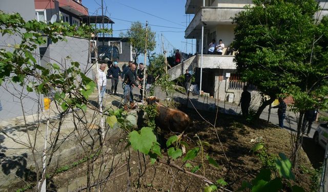 Rize’de Kaçan Boğa Güçlükle Yakalandı