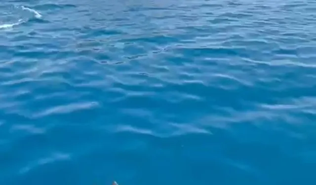 Alanya Açıklarında Yunus Sürprizi Kamerada