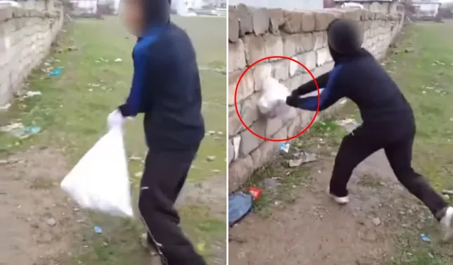 Van’da Hayvana Şiddet Görüntüleri Tepki Çekti