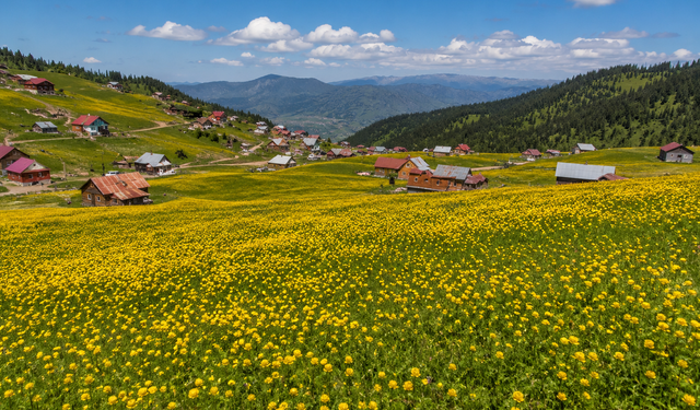 Kadıralak Yaylası Sarı Çiçeklerle Renk Cümbüşüne Büründü
