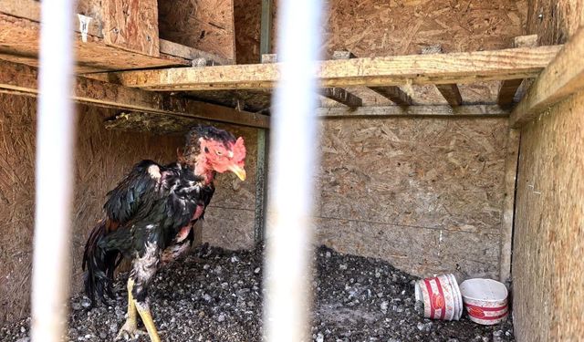 Horoz Dövüşü Operasyonunda 50 Kişiye Ceza
