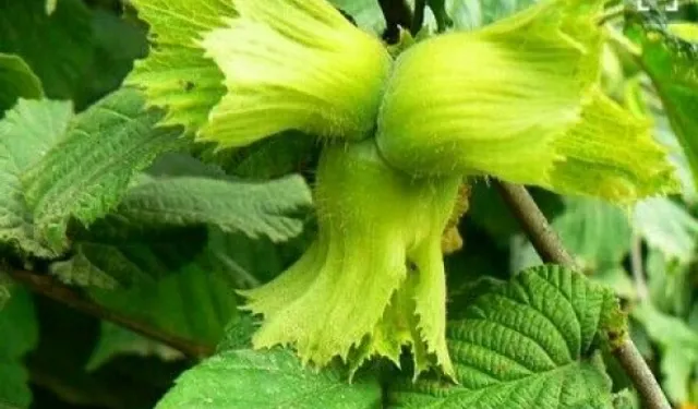 Samsun'da Fındık Rekoltesi 120 Bin Tonu Aşabilir