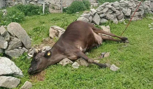 Çaykara Yaylasında Elektrik Kaçağı 2 İneği Telef Etti