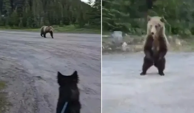 Boz Ayıyla Karşılaşan Kadın Kahve Fincanıyla Kurtuldu