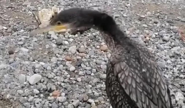 Trabzon'da Karabatak Kurtarma Anları Gülümsetti