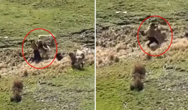 Yüksekova'da Köpeklerin Saldırdığı Çocuğu Arkadaşı Kurtardı