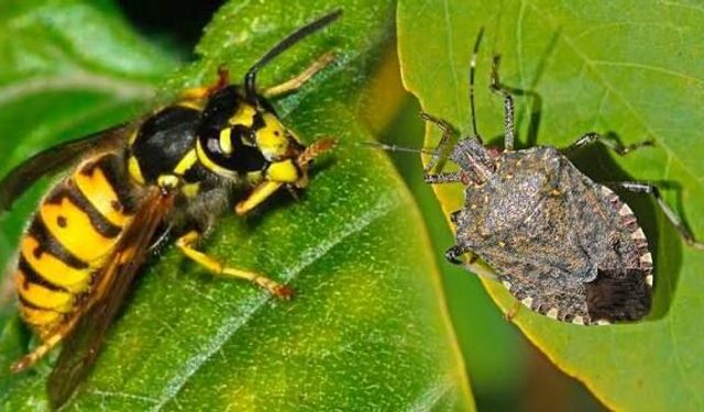 Giresun'da Kahverengi Kokarcaya Karşı Samuray Arısı Hamlesi