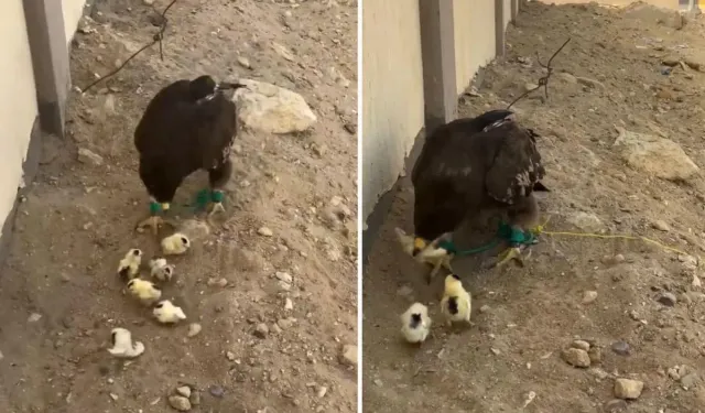 Sosyal Medyadaki Kartal Görüntüleri Tepki Çekti