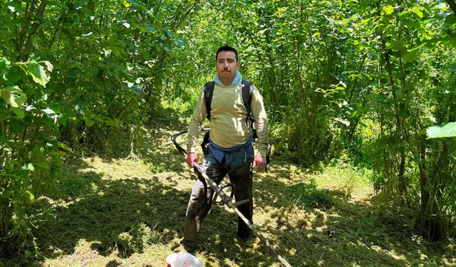 Fındık Bahçelerinde Hasat Hazırlığı Başladı