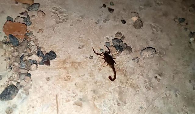Şehir'de Akrep Vakaları Vatandaşı Tedirgin Etti