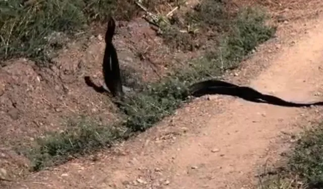 Malatya'da Yılanların Dansı Kameraya Yansıdı