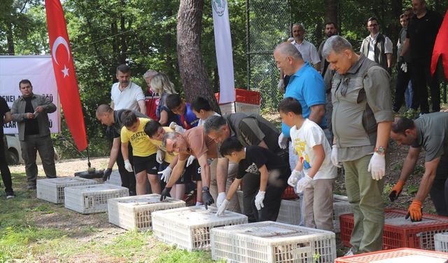 Ordu'da Kokarcaya Karşı 1600 Sülün Doğaya Salındı