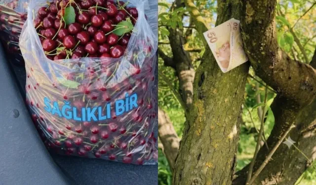 Kiraz Tartışmasının Ardından Gerçek Ortaya Çıktı