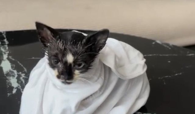 Sürmene'de Boruya Sıkışan Yavru Kedi Kurtarıldı