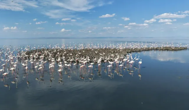 Tuz Gölü'nde Bu Yıl Rekor Flamingo Yavrusu