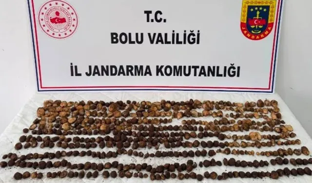 Bolu'da Yabani Salep Toplayan 3 Kişiye Rekor Ceza