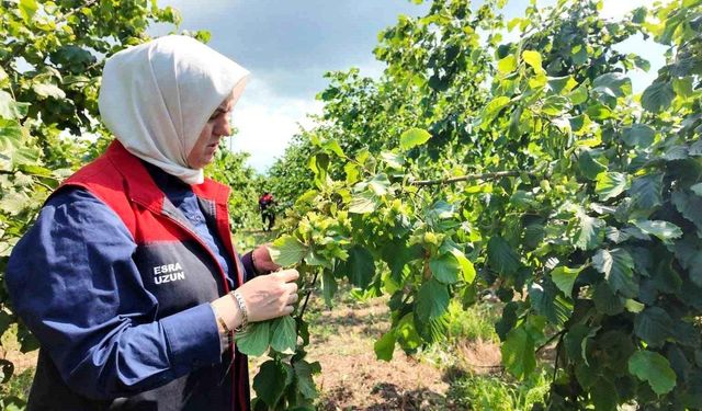 Fındık Bahçelerinde Sezon Öncesi İnceleme