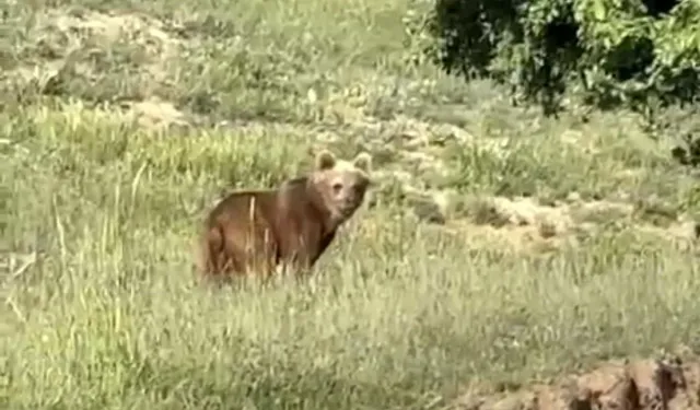 Köyde Peş Peşe Görüldü! Ayı Vatandaşları Tedirgin Etti