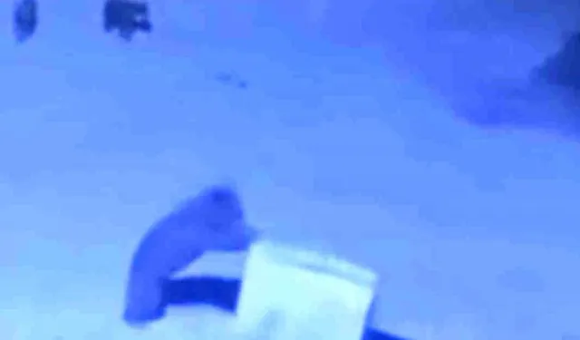 Çamlıhemşin’de Ayı Ailesi Kamerada