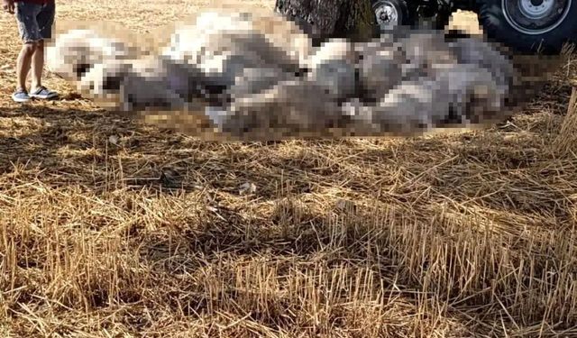 Yıldırım Düşmesi Sonucu 30 Koyun Telef Oldu