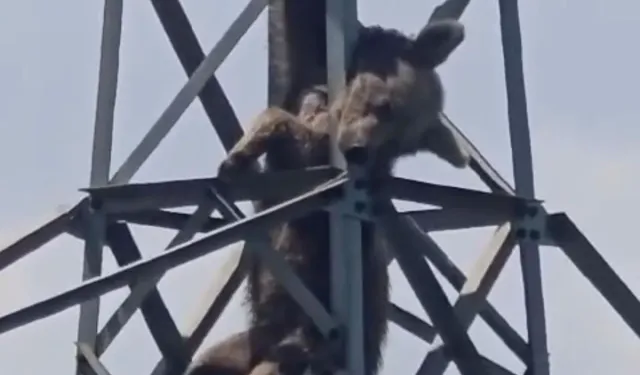Çaykara’da Direğe Tırmanan Ayı Akıma Kapıldı