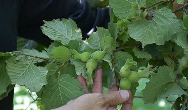Trabzon'da 2026 Fındık Hasat Takvimi Açıklandı