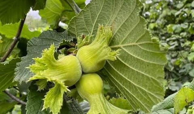 Ordu’da Fındık Yevmiyeleri Belli Oldu