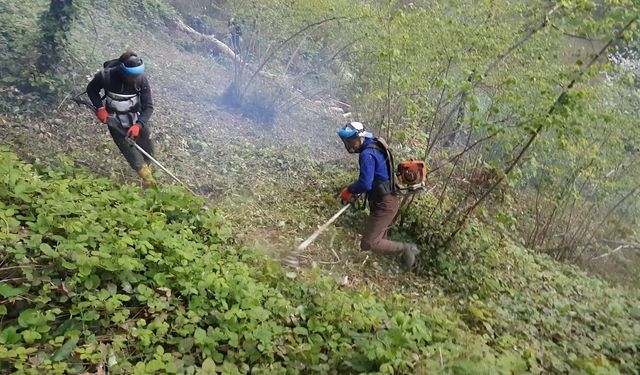 Fındık Bahçelerinde Ot Temizliği Maliyeti Arttı
