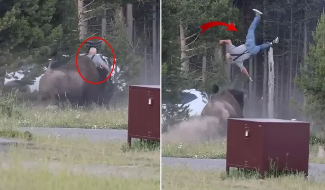 Yellowstone'da Bizon Turisti Havaya Fırlattı
