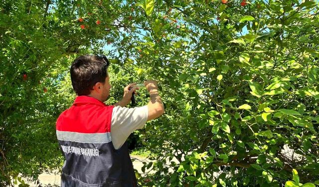 İyidere'de Kokarcaya Karşı Samuray Arısı