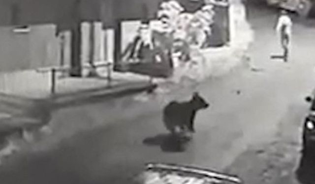 Yavru Ayı Evin Kapısına Kadar Geldi